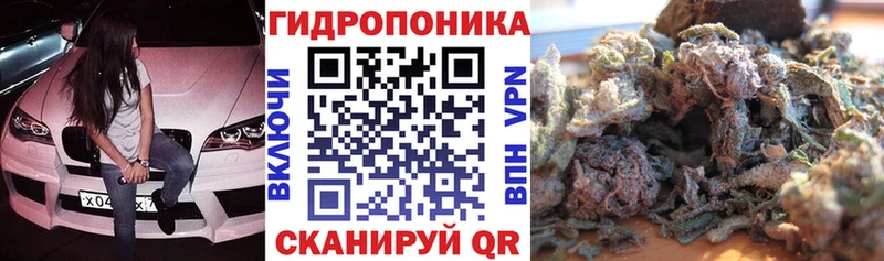 Каннабис сатива  как найти   Мураши 